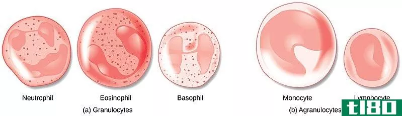 粒细胞(granulocytes)和无颗粒细胞(agranulocytes)的区别