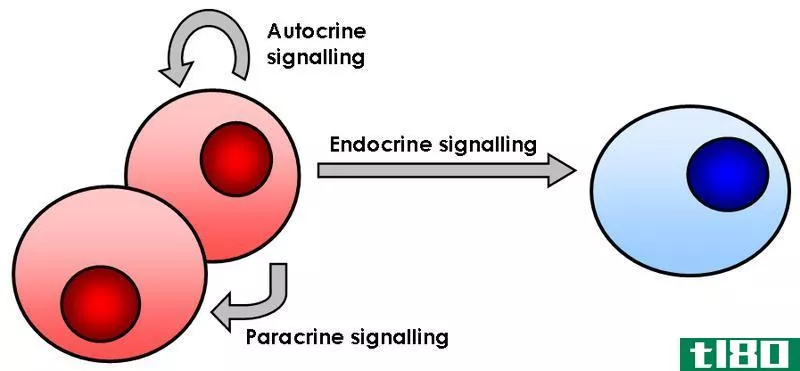 自分泌(autocrine)和旁分泌(paracrine)的区别