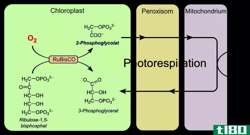 光合作用(photosynthesis)和光呼吸(photorespiration)的区别