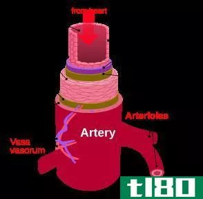 主动脉(aorta)和动脉(artery)的区别