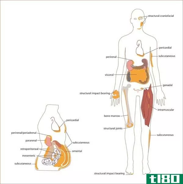 内脏脂肪(visceral fat)和皮下脂肪(subcutaneous fat)的区别