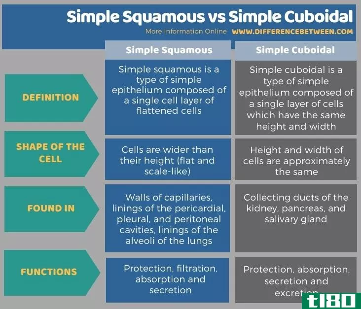 单纯鳞状(simple squamous)和简单立方(simple cuboidal)的区别