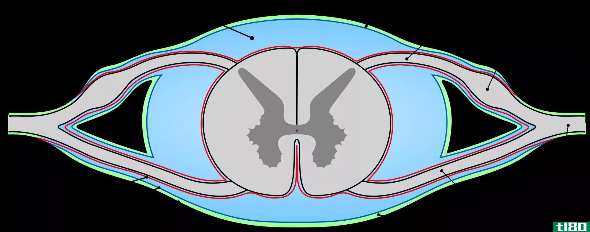 硬脑膜(dura mater of brain)和脊髓(spinal cord)的区别