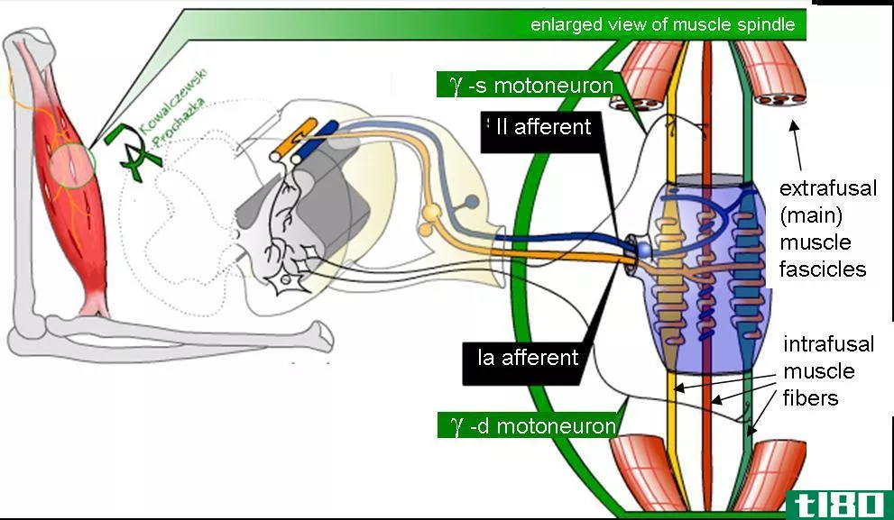 肌梭(muscle spindle)和高尔基肌腱**(golgi tendon organ)的区别