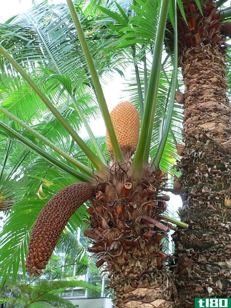 苏铁(cycads)和棕榈树(palms)的区别
