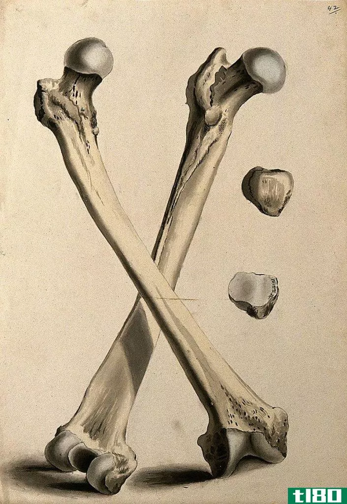 **的(male)和**股骨(female femur)的区别
