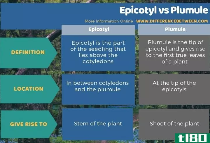 上胚轴(epicotyl)和胚芽(plumule)的区别