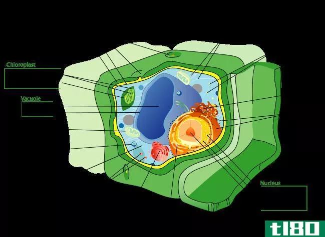 细胞质(﻿﻿ cytopla**)和细胞骨架(cytoskeleton)的区别