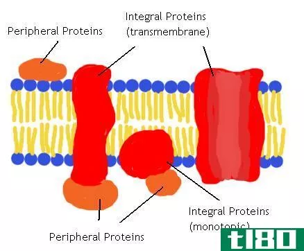 跨膜(tran**embrane)和外周蛋白(peripheral proteins)的区别
