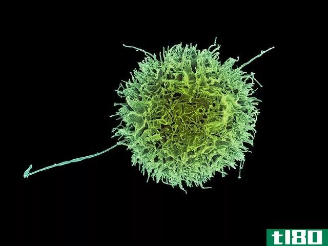 自然杀伤细胞(nk cells)和自然杀伤T细胞(nkt cells)的区别