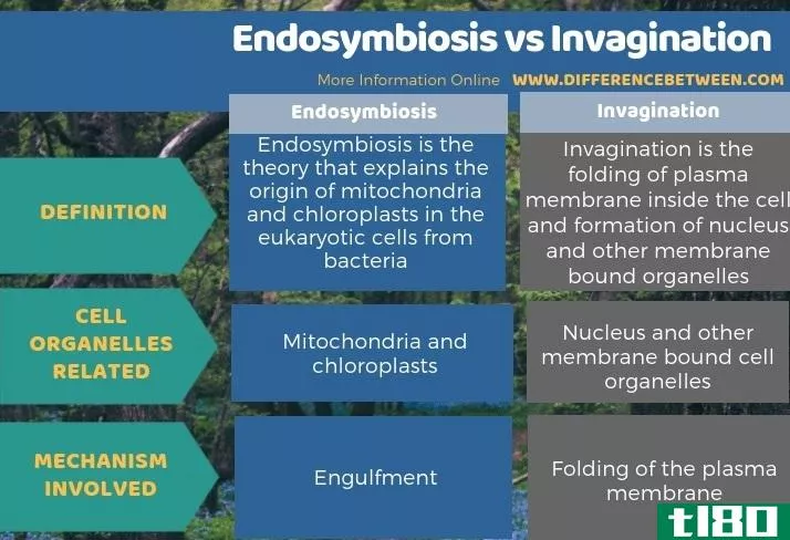 内共生(endosymbiosis)和内陷(invagination)的区别