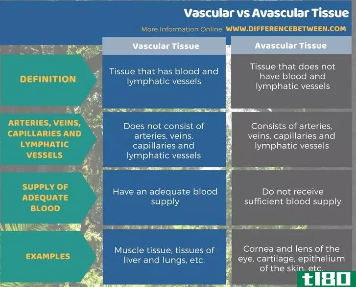 血管(vascular)和无血管组织(avascular tissue)的区别