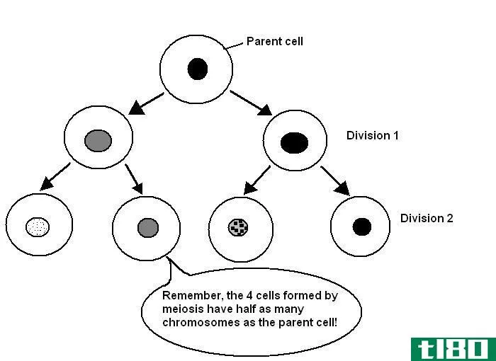 母细胞(mother cell)和子细胞(daughter cell)的区别