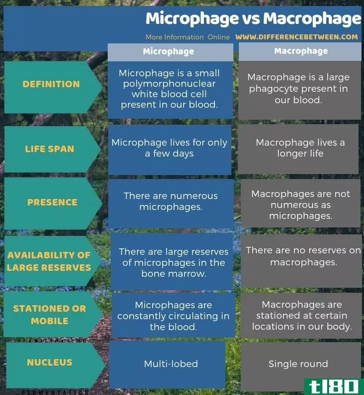 微缩(microphage)和巨噬细胞(macrophage)的区别
