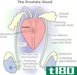 延髓腺(bulbourethral gland)和前列腺(prostate gland)的区别