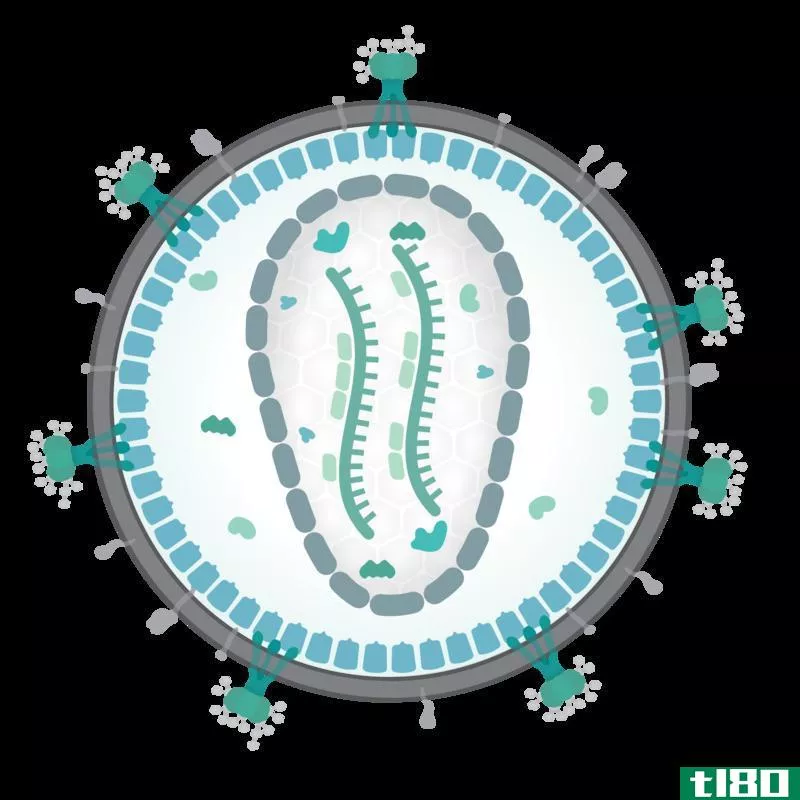 腺病毒(adenovirus)和逆转录病毒(retrovirus)的区别