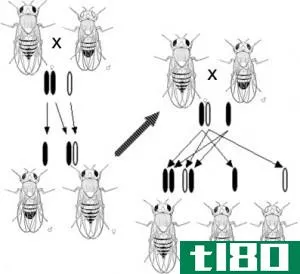 遗传学(genetics)和遗传(heredity)的区别