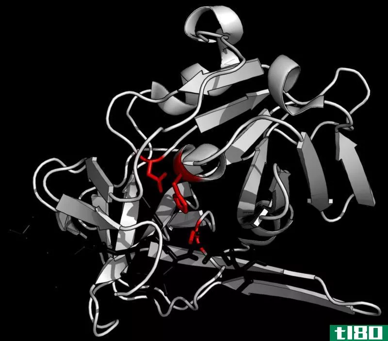 蛋白酶(protease)和蛋白酶(proteinase)的区别