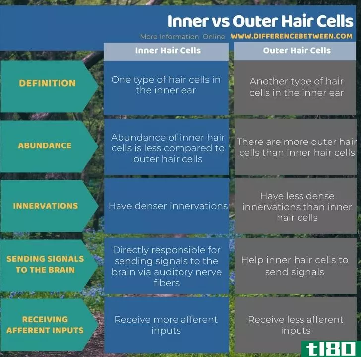 内部的(inner)和外毛细胞(outer hair cells)的区别