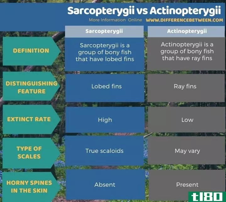 肉瘤(sarcopterygii)和放射线照相术(actinopterygii)的区别