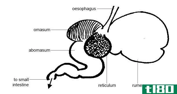 单胃(monogastric)和多胃消化系统(polygastric digestive system)的区别