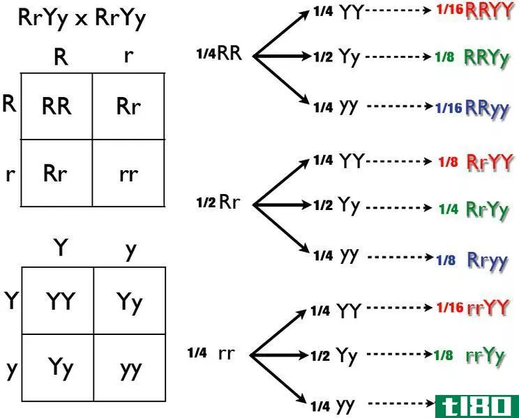 单杂交(monohybrid)和双因子杂交(dihybrid crosses)的区别