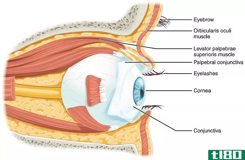 巩膜(sclera)和结膜(conjunctiva)的区别