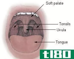 悬雍垂(uvula)和会厌(epiglottis)的区别