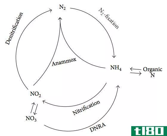 厌氧氨氧化(anammox)和反硝化(denitrification)的区别