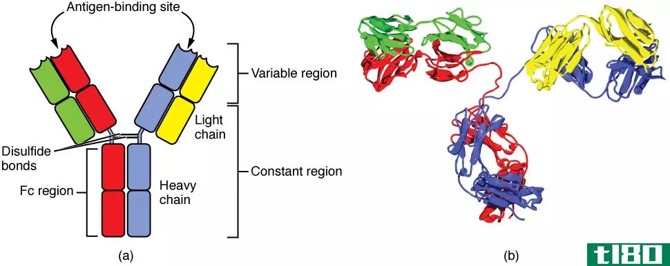 免疫球蛋白(igm)和免疫球蛋白(igg)的区别