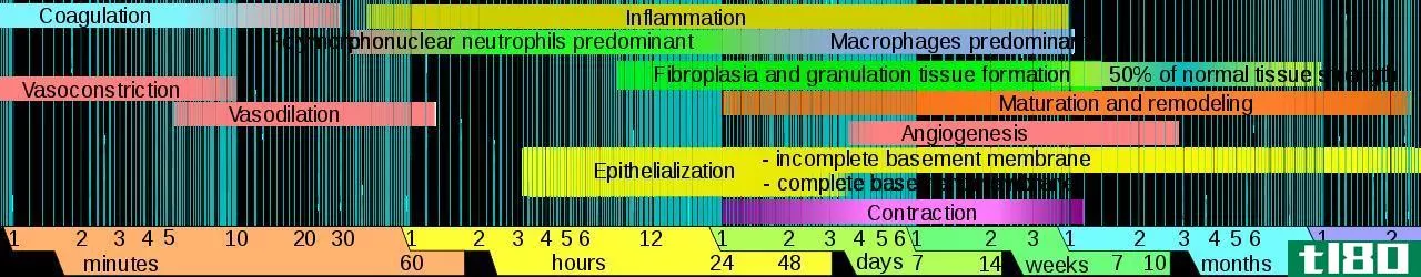 上皮化(epithelialization)和造粒(granulation)的区别