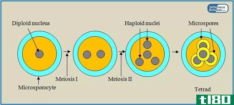 小孢子发生(microsporogenesis)和大孢子发生(megasporogenesis)的区别