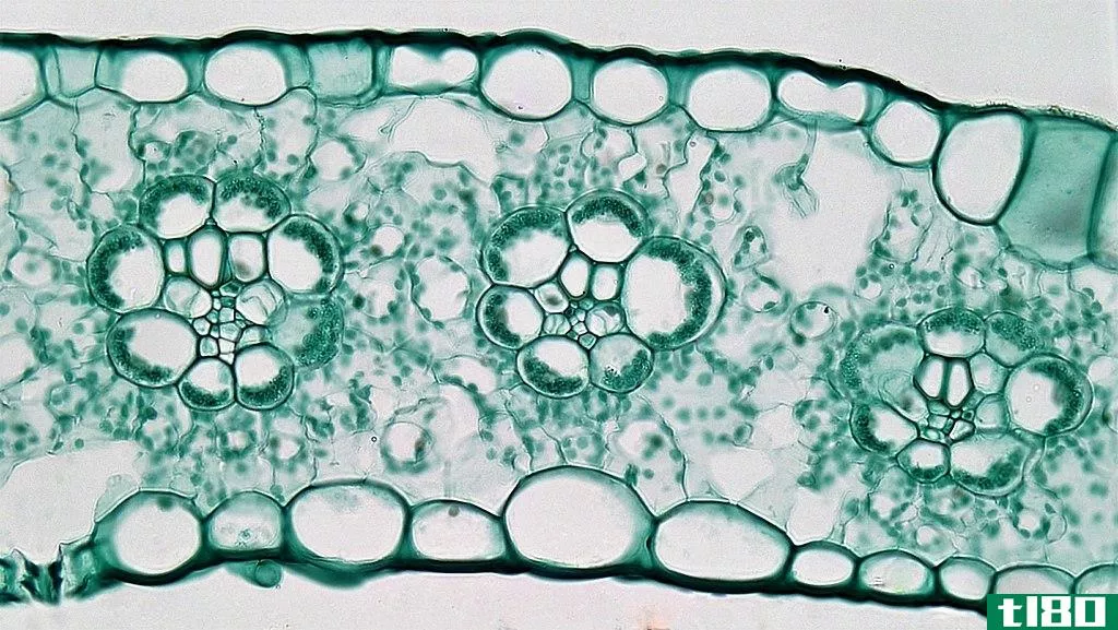 叶肉(mesophyll)和维管束鞘细胞(bundle sheath cells)的区别