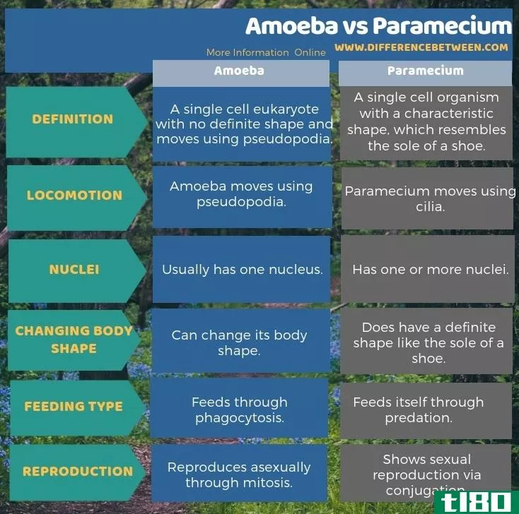 变形虫(amoeba)和草履虫(paramecium)的区别