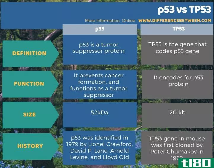 p53基因(p53)和tp53型(tp53)的区别