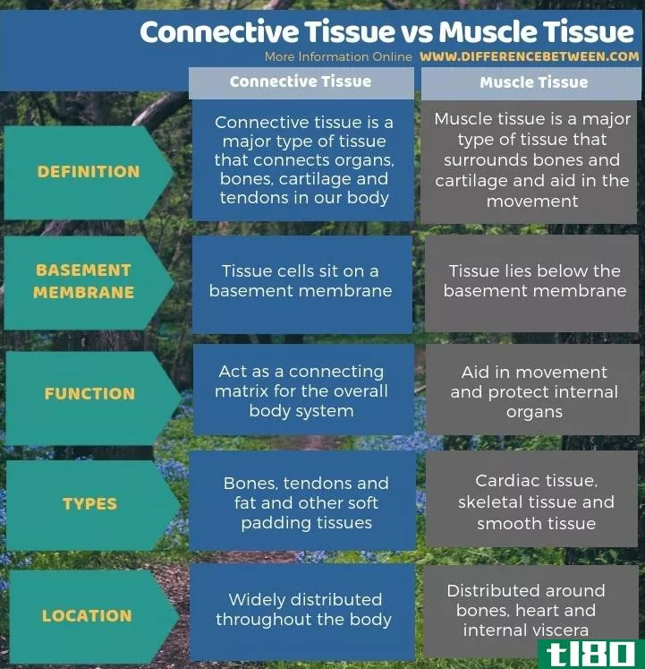 结缔组织(connective tissue)和肌肉组织(muscle tissue)的区别