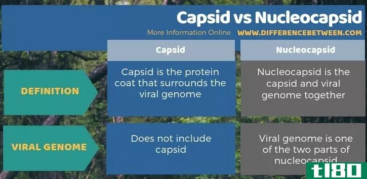 衣壳(capsid)和核衣壳(nucleocapsid)的区别