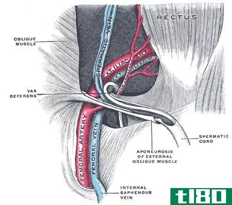 精索(spermatic cord)和腹股沟管(inguinal c****)的区别