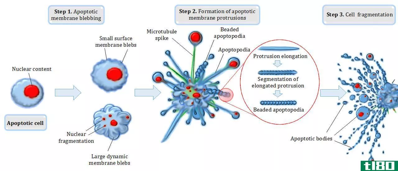 自溶(autolysis)和细胞凋亡(apoptosis)的区别