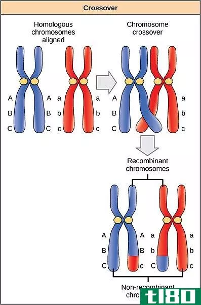 体细胞变异(somatic variation)和生殖变异(germinal variation)的区别