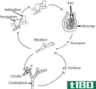 子囊菌(ascomycetes)和担子菌(basidiomycetes)的区别