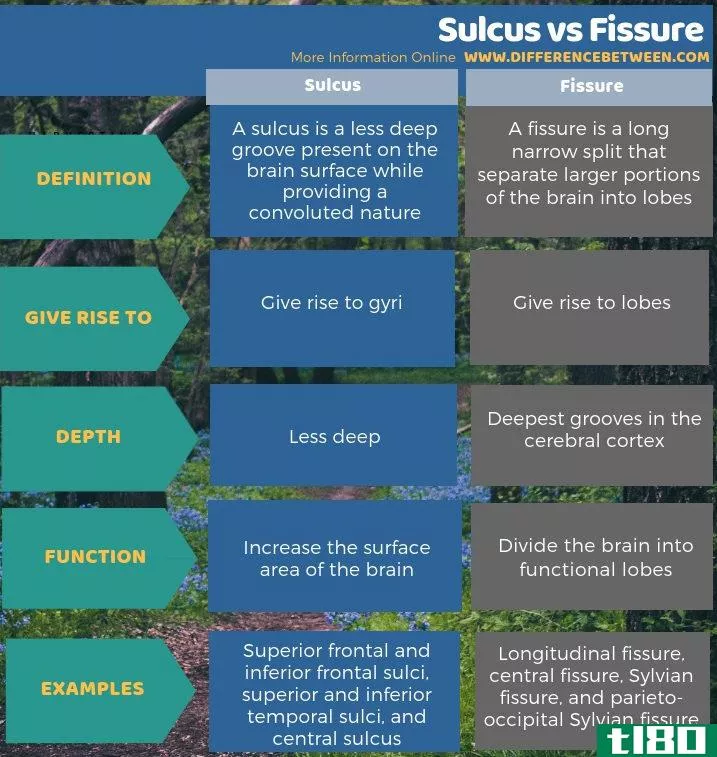 沟(sulcus)和裂隙(fissure)的区别