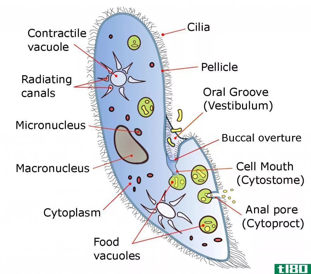 食物液泡(food vacuole)和收缩液泡(contractile vacuole)的区别