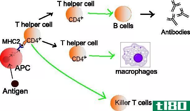 t助手(t helper)和t细胞毒性细胞(t cytotoxic cells)的区别