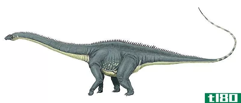 雷龙(brontosaurus)和双焦点(diplodocus)的区别