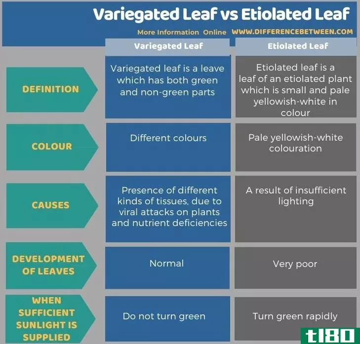 杂色叶(variegated leaf)和黄化叶(etiolated leaf)的区别