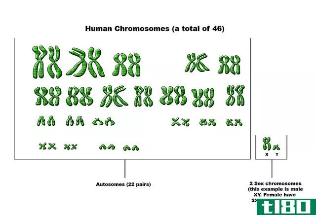 常染色体(autosomes)和性染色体(sex chromosomes)的区别
