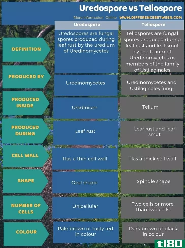 脲孢子(uredospore)和柄孔(teliospore)的区别