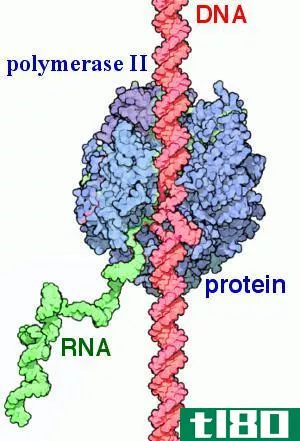 原核(prokaryotic)和真核rna聚合酶(eukaryotic rna polymerase)的区别