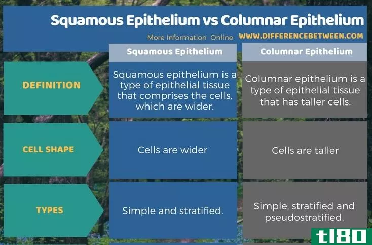 鳞状上皮(squamous epithelium)和柱状上皮(columnar epithelium)的区别